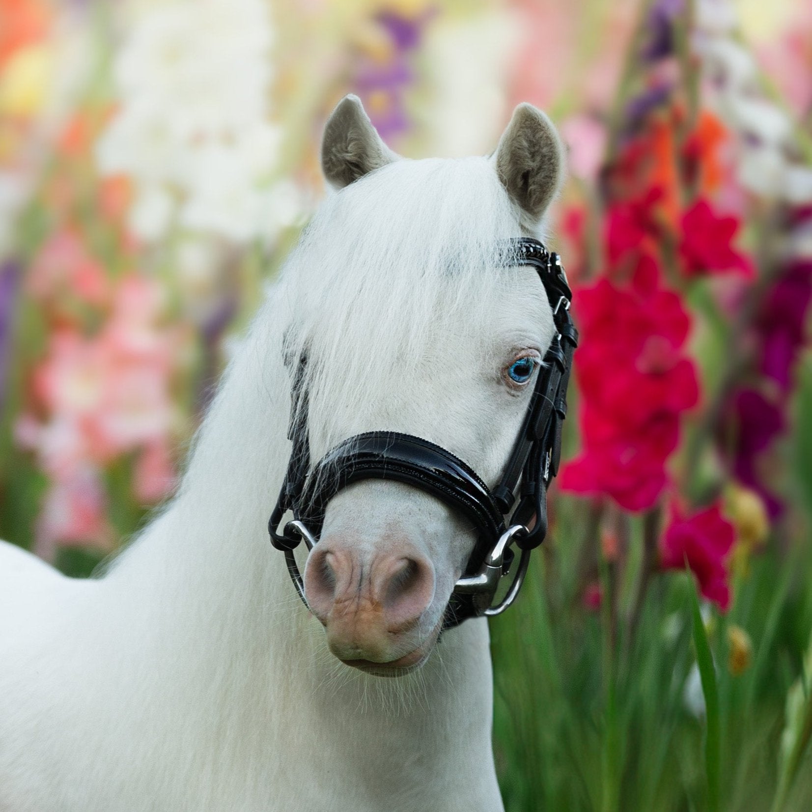 Arcadia' Luxury Leather Bridle (Cavesson) (Lumi Pony) - The Glamorous Grub