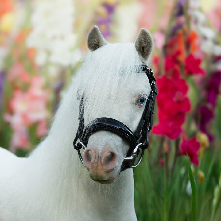 Arcadia' Luxury Leather Bridle (Cavesson) (Lumi Pony) - The Glamorous Grub