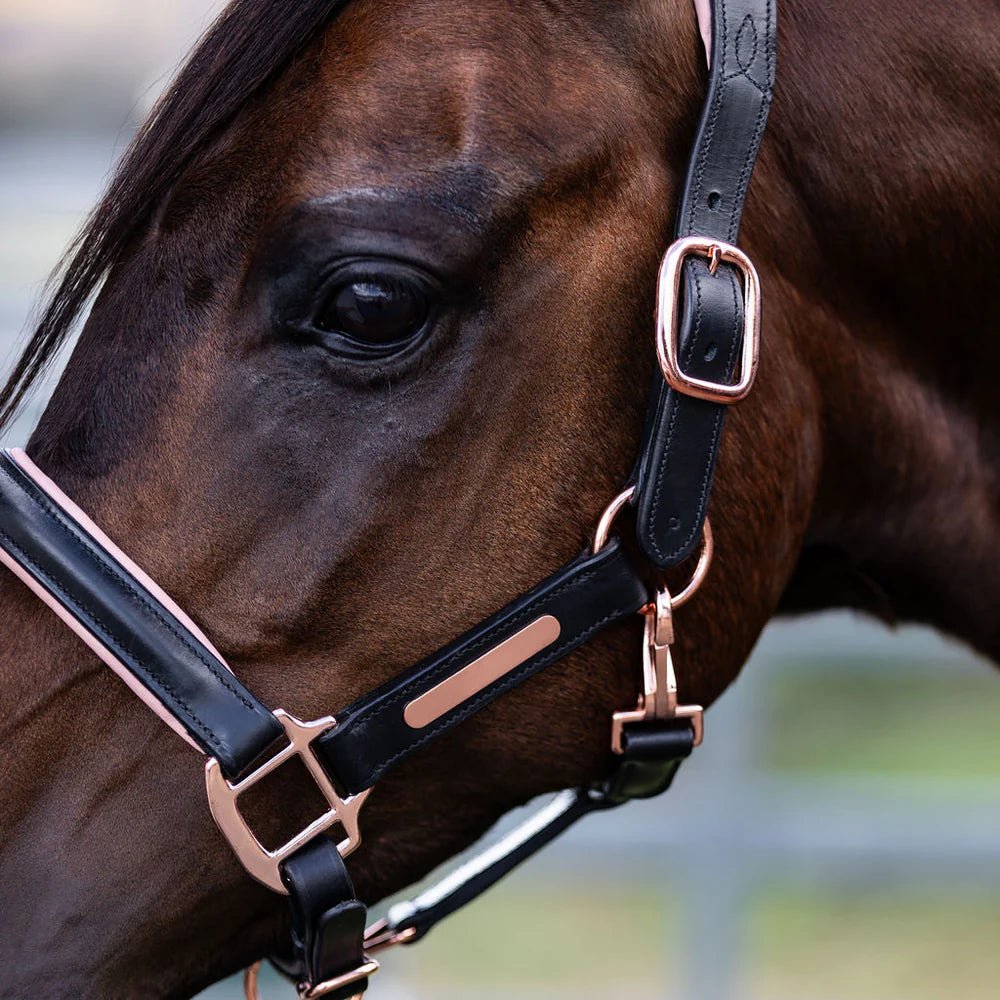 Hollywood Leather Halter - Lumi Pony - The Glamorous Grub