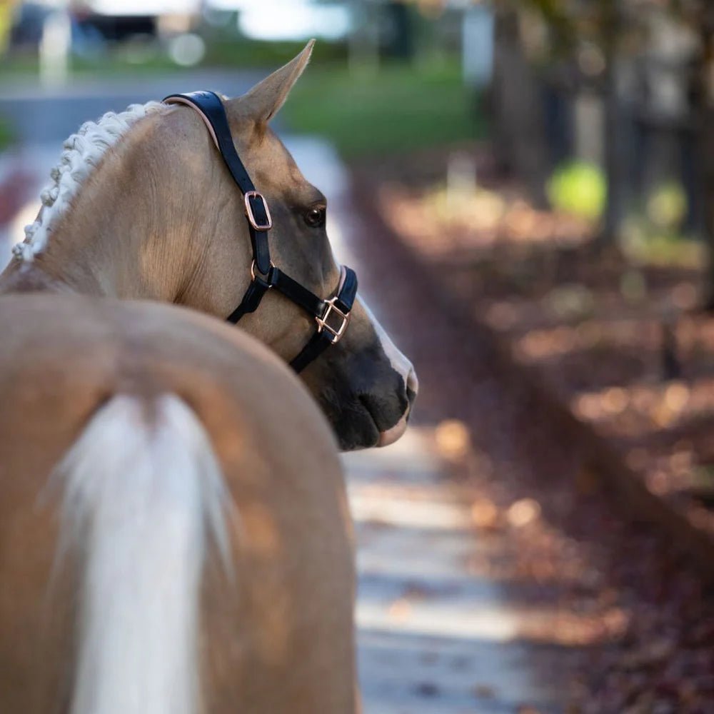Hollywood Leather Halter - Lumi Pony - The Glamorous Grub