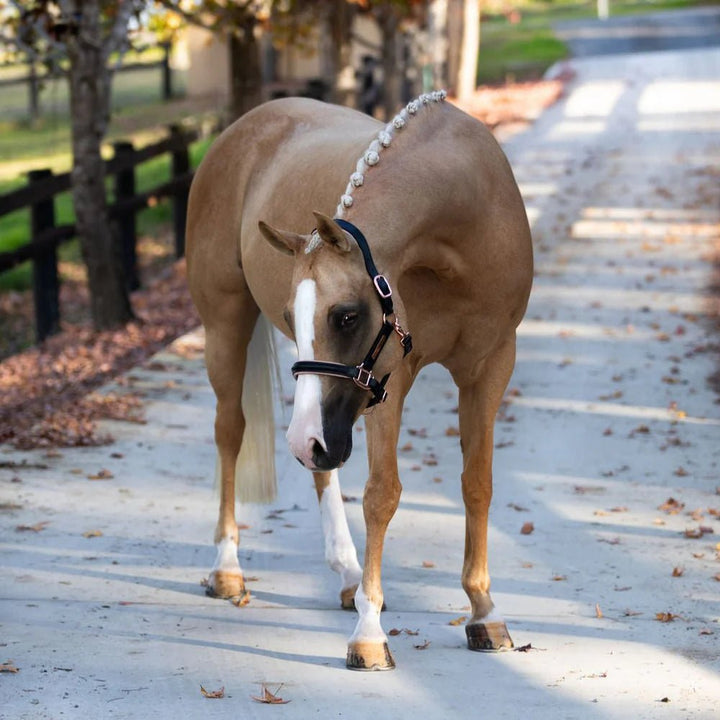 Hollywood Leather Halter - Lumi Pony - The Glamorous Grub