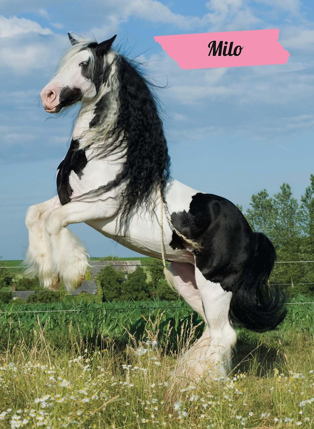 My Poster Book - Horses & Ponies - The Glamorous Grub
