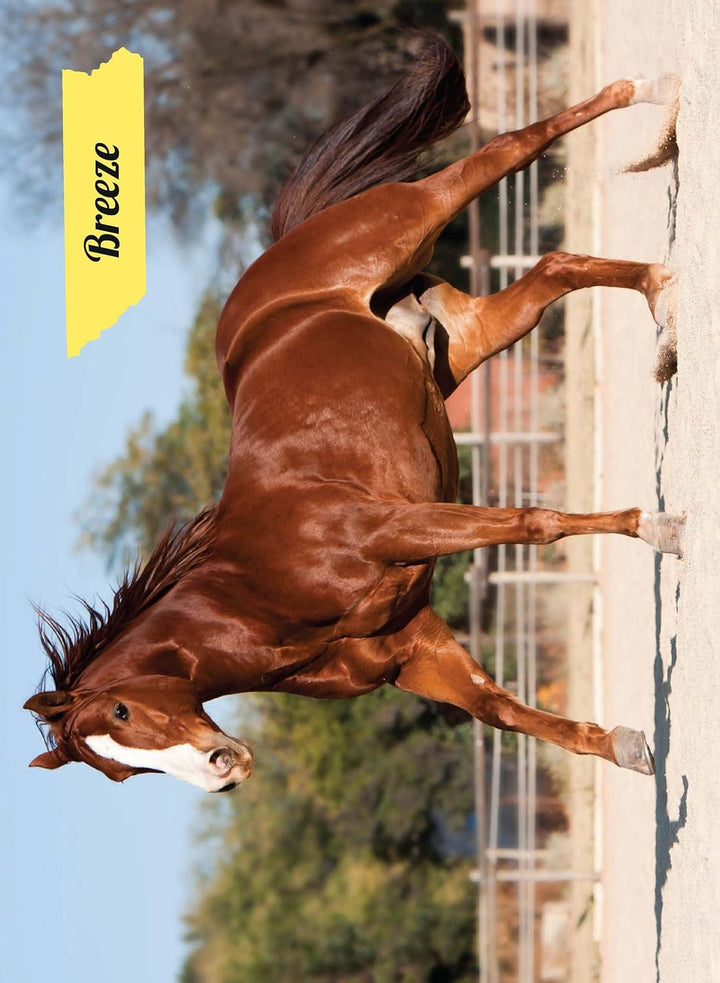 My Poster Book - Horses & Ponies - The Glamorous Grub