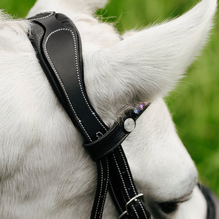 Rainbow bridle (convertible) (Lumi Pony) - The Glamorous Grub