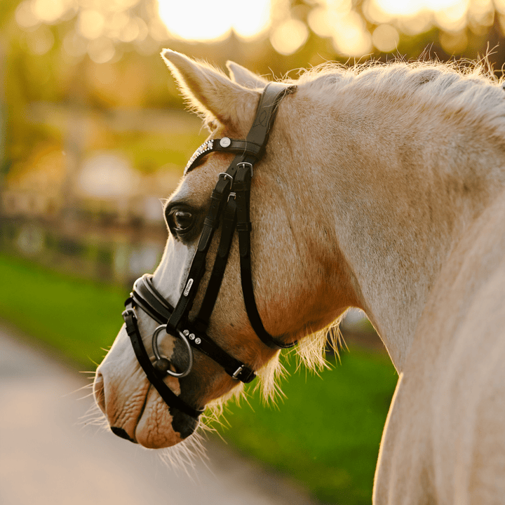 Unicorn bridle (Lumi Pony) - The Glamorous Grub
