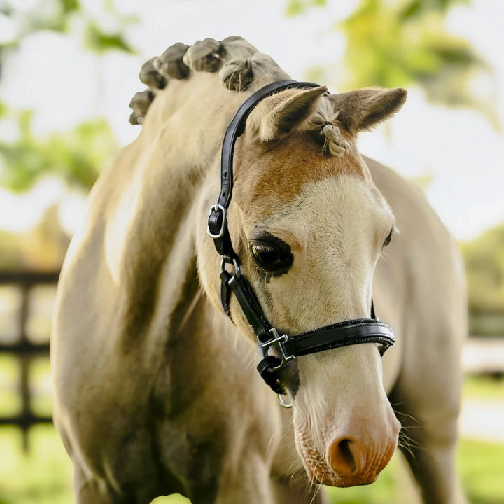 Vegas' glitter leather halter - Lumi Pony - The Glamorous Grub