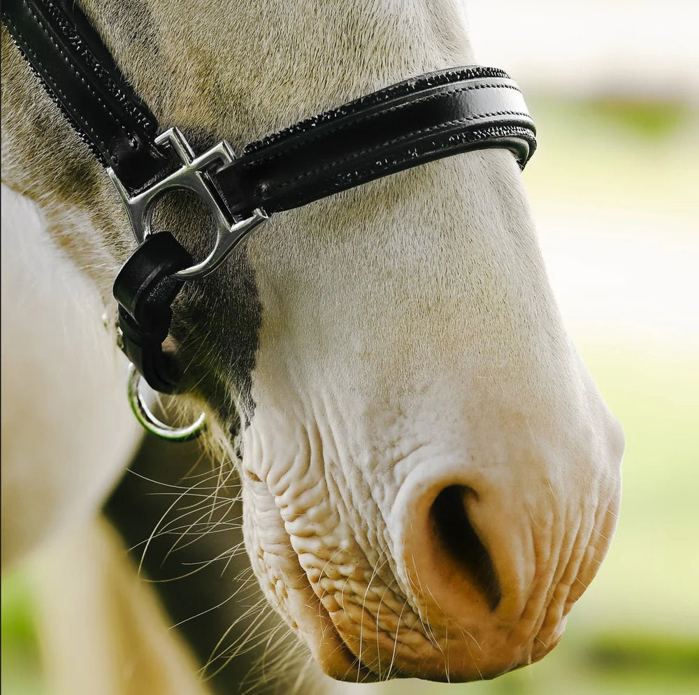 Vegas' glitter leather halter - Lumi Pony - The Glamorous Grub