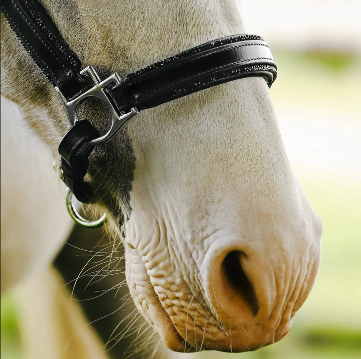 Vegas' glitter leather halter - Lumi Pony - The Glamorous Grub